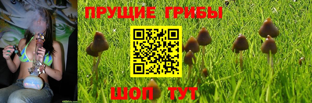 Псилоцибиновые грибы Psilocybine cubensis  дарнет шоп  Семилуки  Вход с VPN 